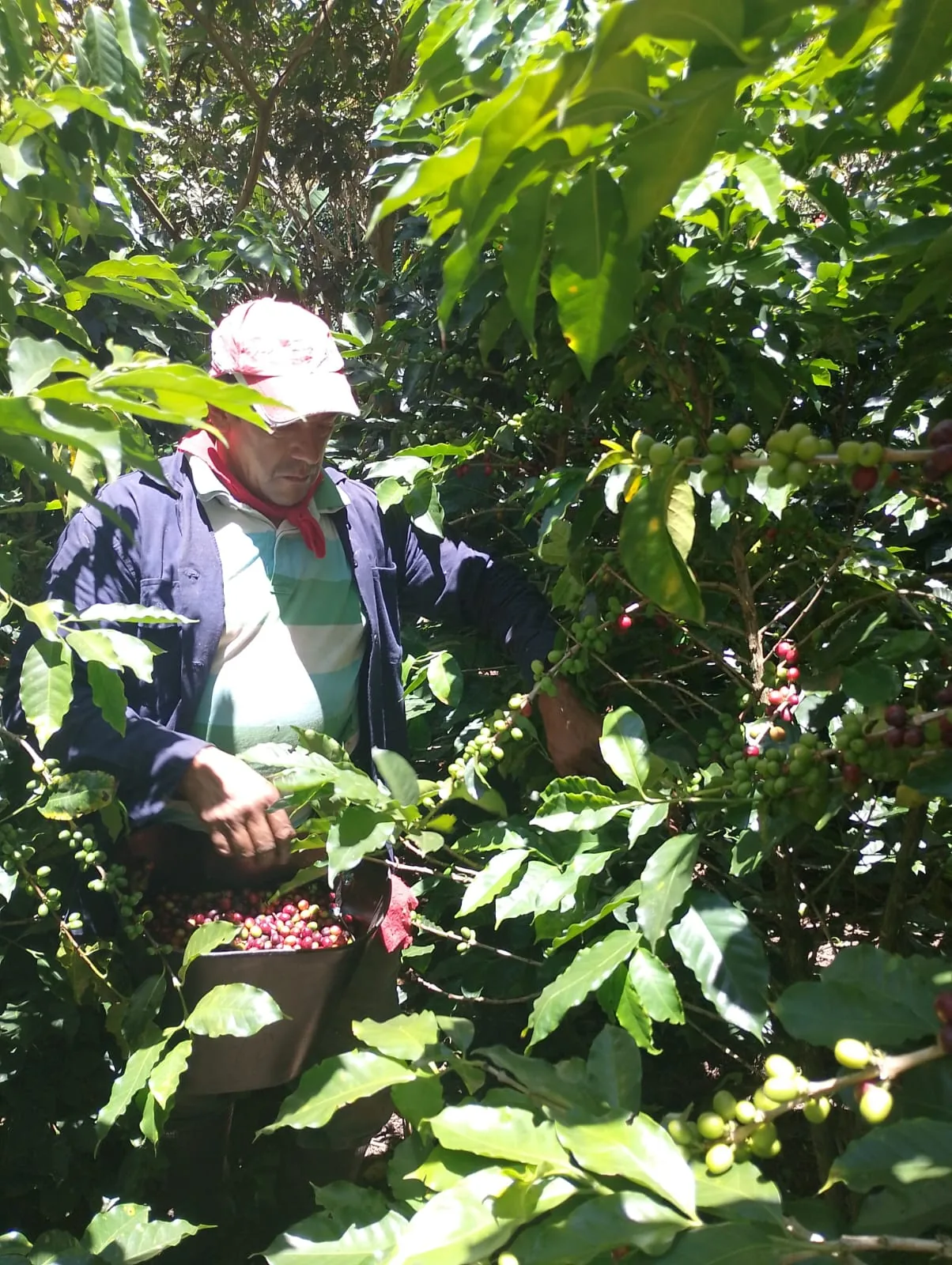 Coffee being picked by hand at Finca Casa Blanca in Santander