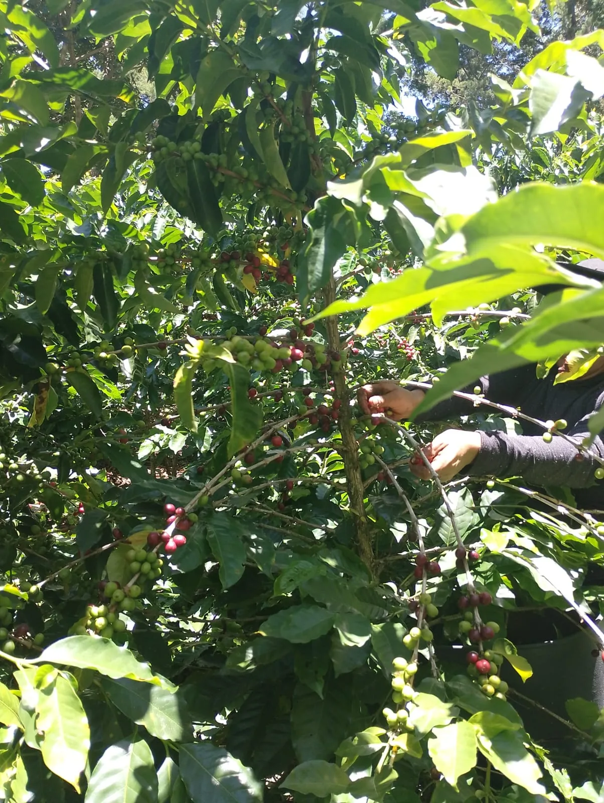 Ripe and green coffee cherries growing at Finca Casa Blanca