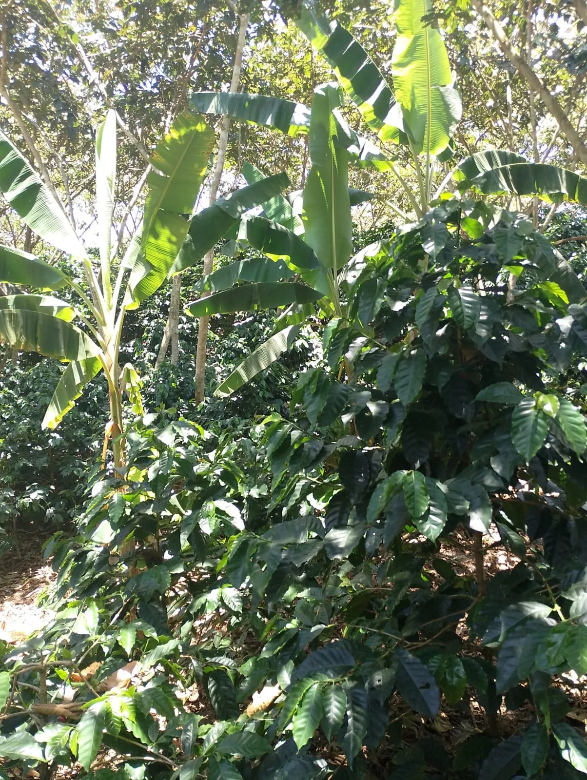 Coffee plants growing under shade in Puente Nacional, Santander