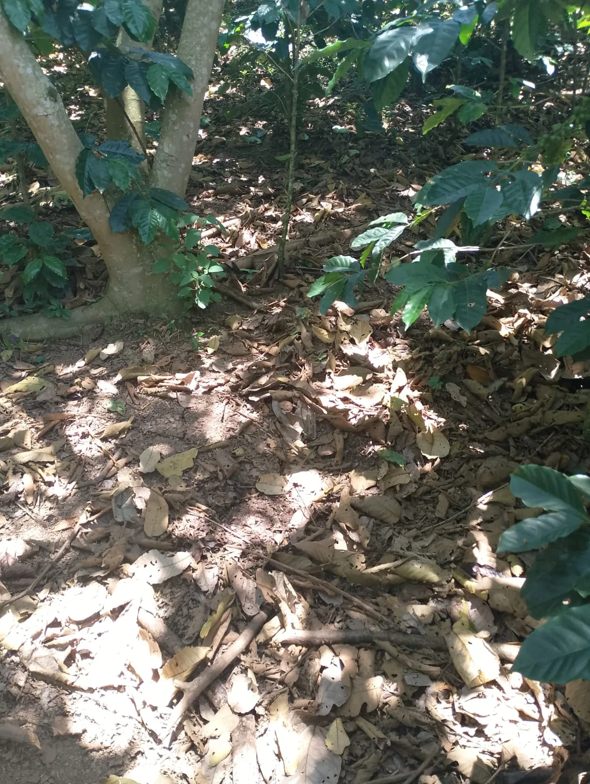 Natural terrain at Finca Casa Blanca coffee farm Colombia
