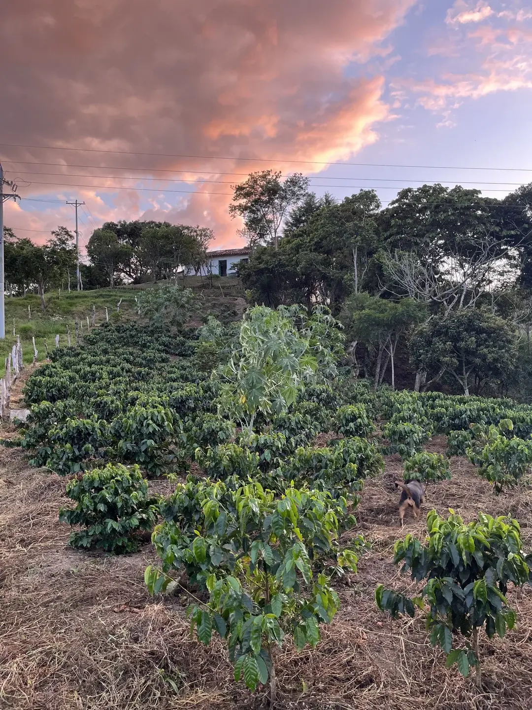 Coffee fermentation at Finca Casa Blanca in Santander Colombia