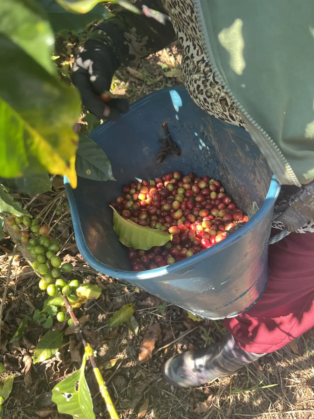 Coffee harvest in Puente Nacional Santander