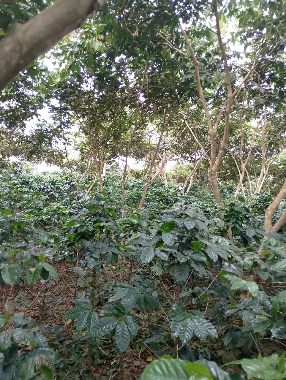 Shade-grown coffee trees at Finca Casa Blanca in Puente Nacional Santander Colombia
