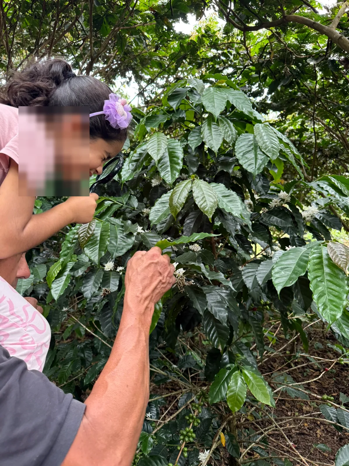 Cenicafe 1 coffee flowering at Finca Casa Blanca Puente Nacional Santander
